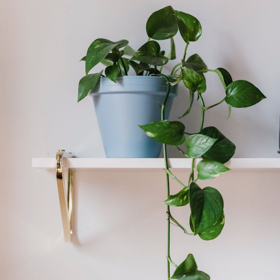 5 modelos de prateleiras para inspirar sua decoração