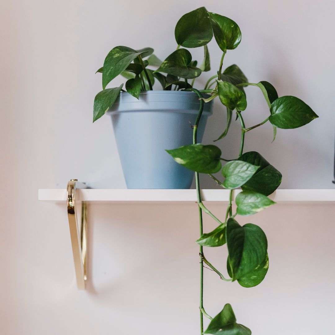 5 modelos de prateleiras para inspirar sua decoração